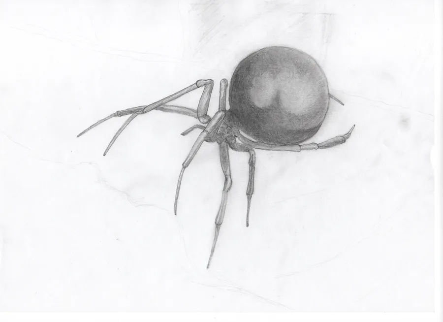 Graphite drawing of a black widow spider