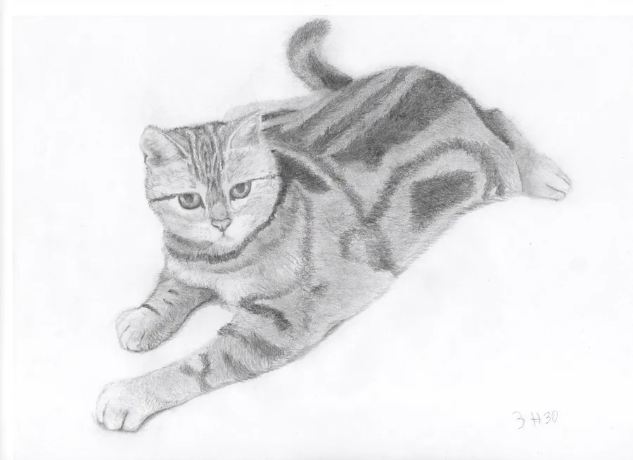Graphite drawing of a tabby cat lying down