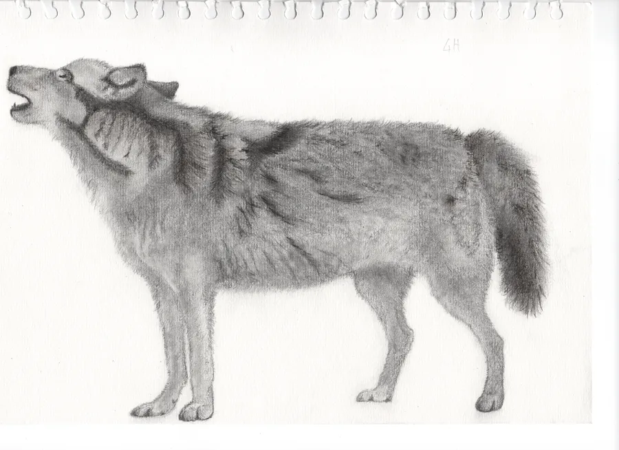 Graphite drawing of a howling wolf